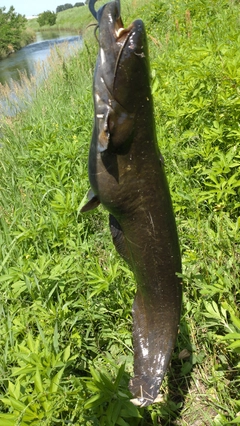 ナマズの釣果