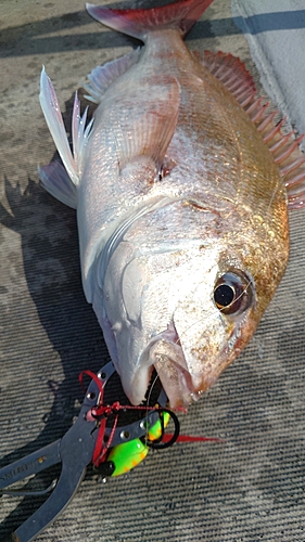 マダイの釣果