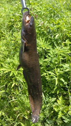 ナマズの釣果