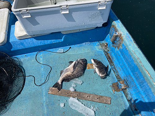 クロダイの釣果