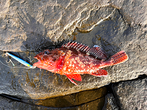 カサゴの釣果