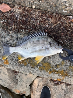 キビレの釣果