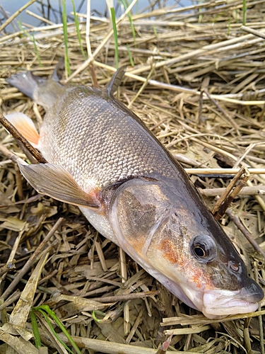 カニの釣果