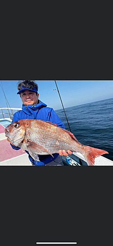 マダイの釣果