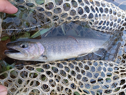 イワナの釣果