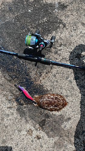 コウイカの釣果