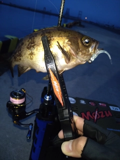 メバルの釣果