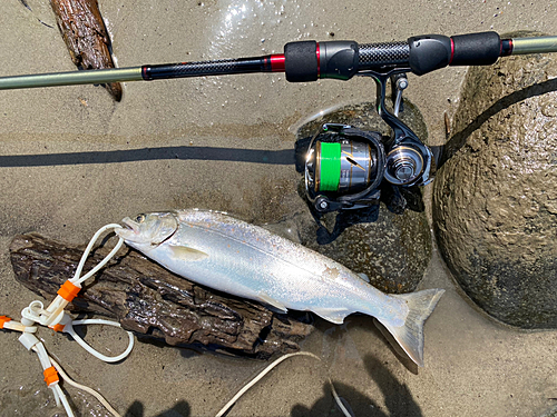 サツキマスの釣果