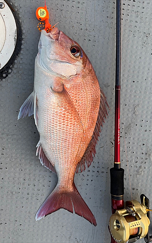 マダイの釣果