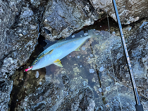 ヒラマサの釣果