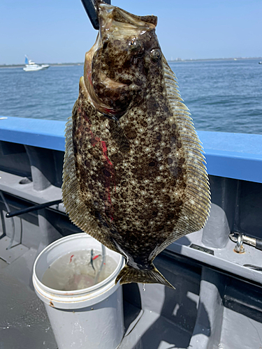 ヒラメの釣果