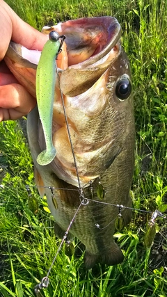 ラージマウスバスの釣果