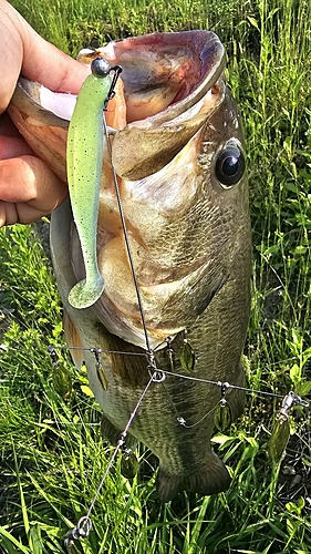 ラージマウスバスの釣果