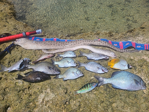 ウツボの釣果