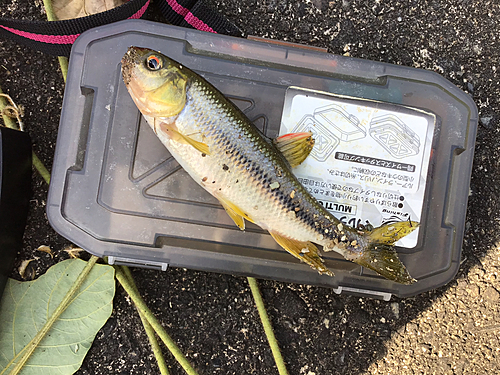 カワムツの釣果