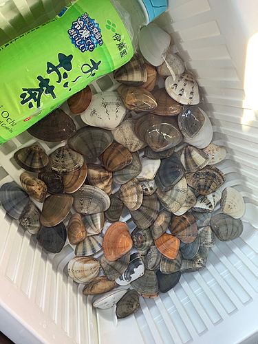 釣果