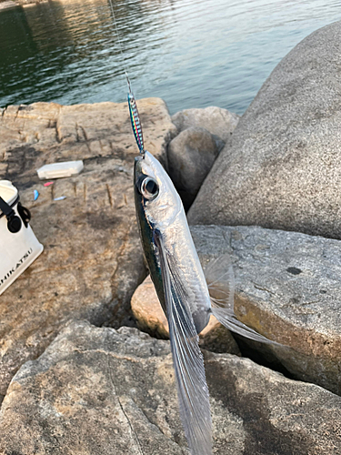 トビウオの釣果