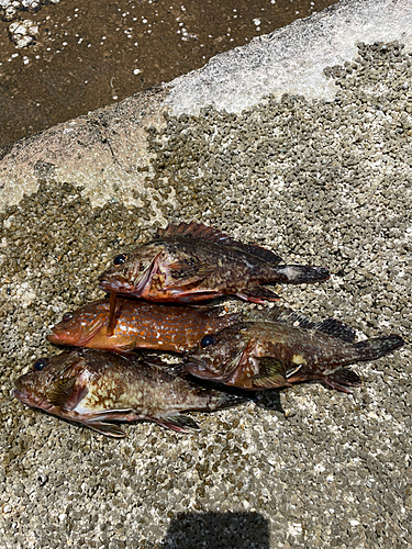 カサゴの釣果