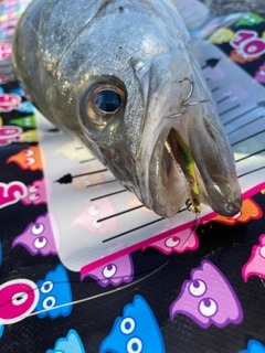 シーバスの釣果
