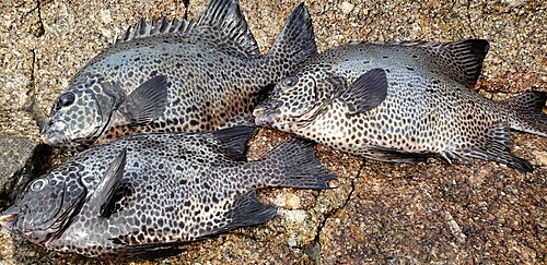 イシガキダイの釣果