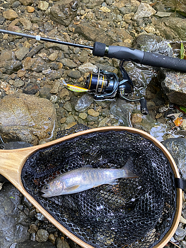 イワナの釣果