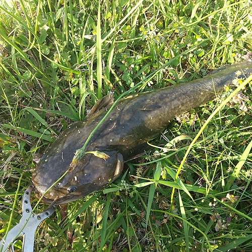 マナマズの釣果