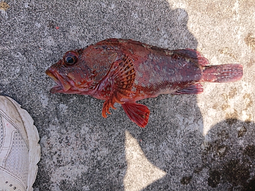 カサゴの釣果