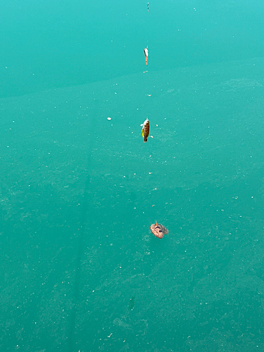 ネンブツダイの釣果