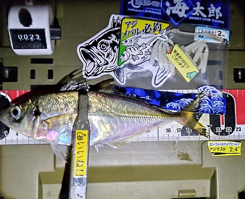 マアジの釣果