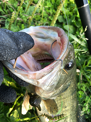 ラージマウスバスの釣果