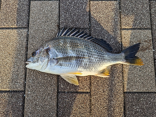 キビレの釣果