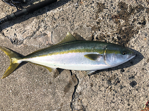 ハマチの釣果