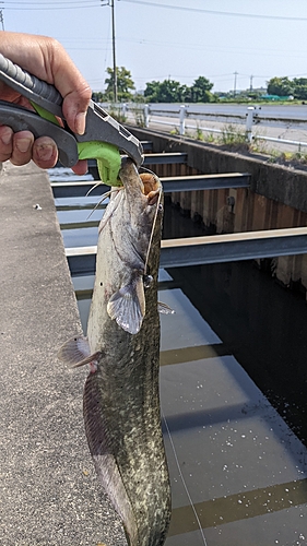 ナマズの釣果