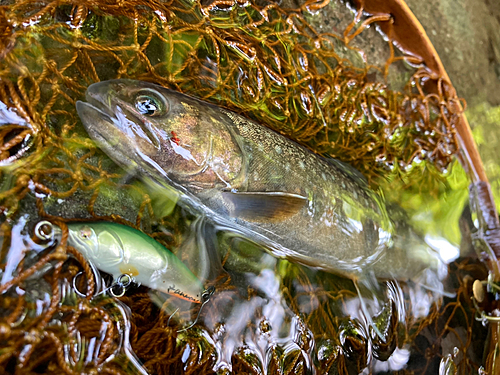 イワナの釣果