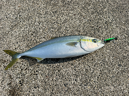 イナダの釣果