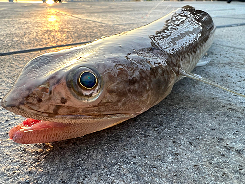 エソの釣果