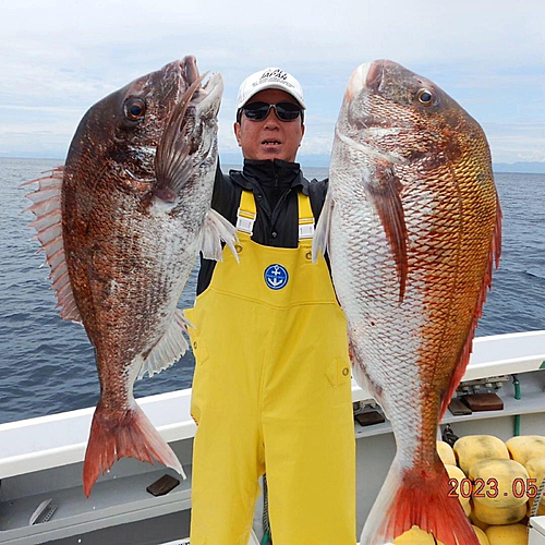 マダイの釣果