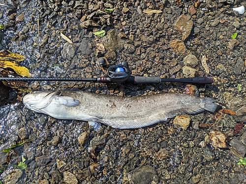 マナマズの釣果