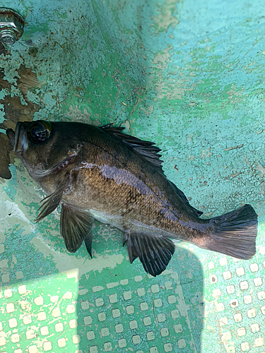 クロメバルの釣果