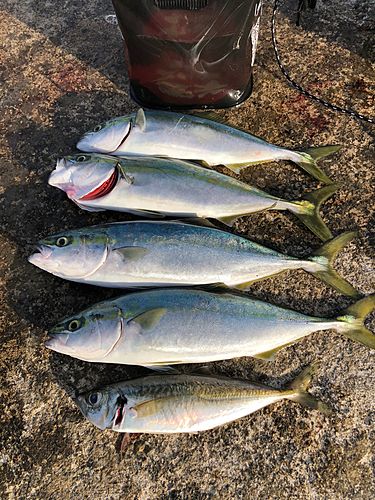 イナダの釣果