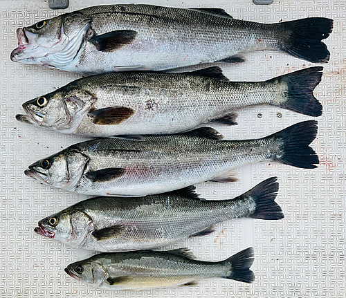 シーバスの釣果