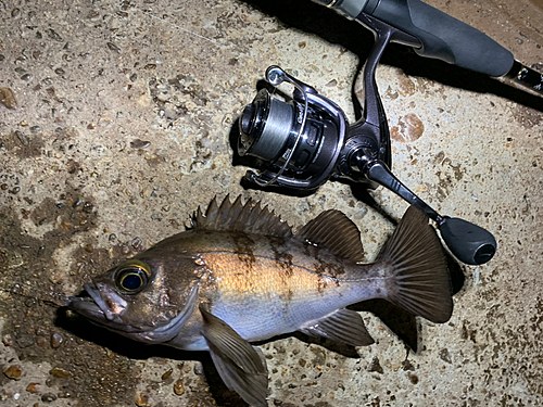 メバルの釣果