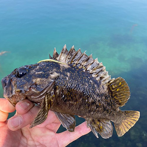 オウゴンムラソイの釣果