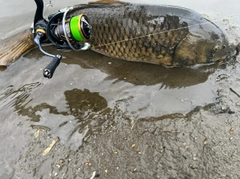 コイの釣果