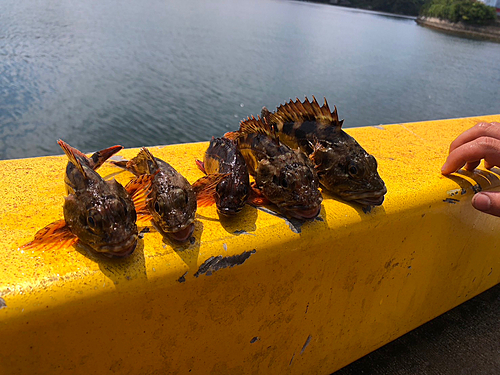 アラカブの釣果