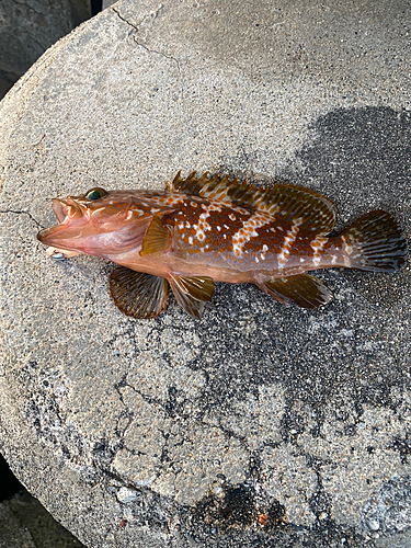 キジハタの釣果