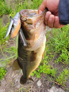 ブラックバスの釣果