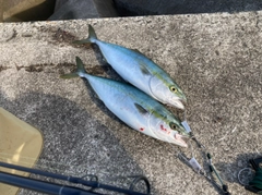 イナダの釣果