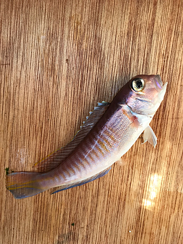 アマダイの釣果