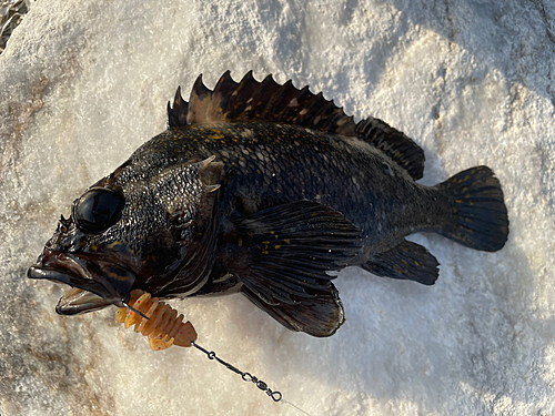 オウゴンムラソイの釣果